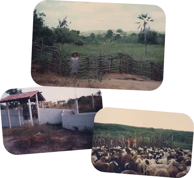 Colagem de fotos de infância e trajetória da empresa D'Corthes